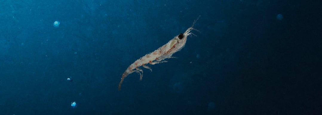 Article_Image_1240x422