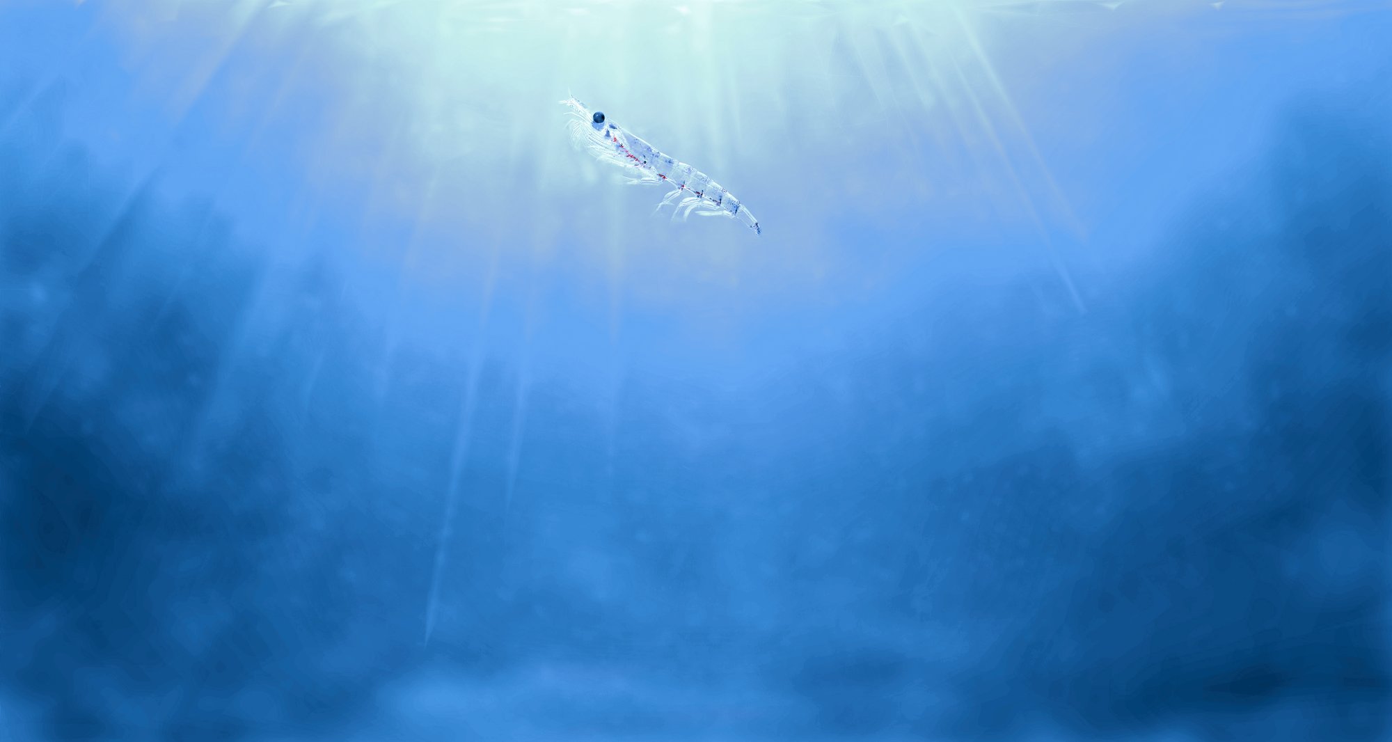 Krill_in_blue_water