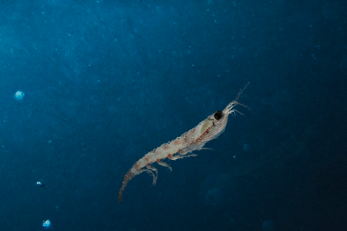 Anarctic krill
