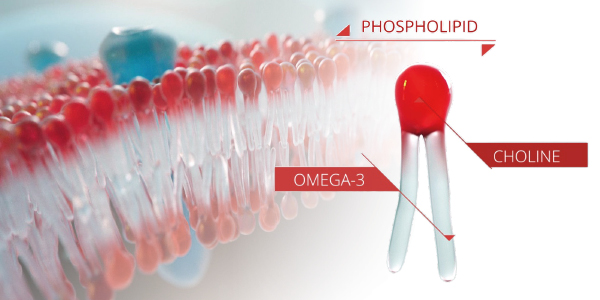 CellMembrane-KOmolecule-600x300