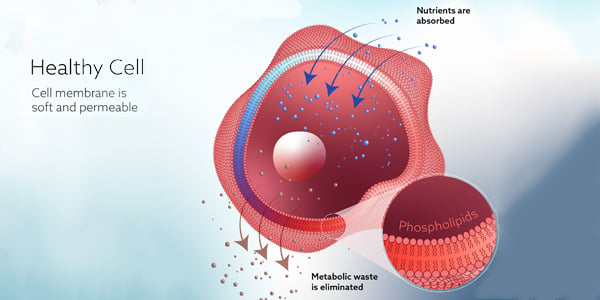 HealthyCell-600x300