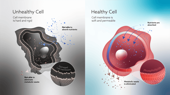 Superba_2D Illustrations Fig 5_Handover_150ppi -01 (1)