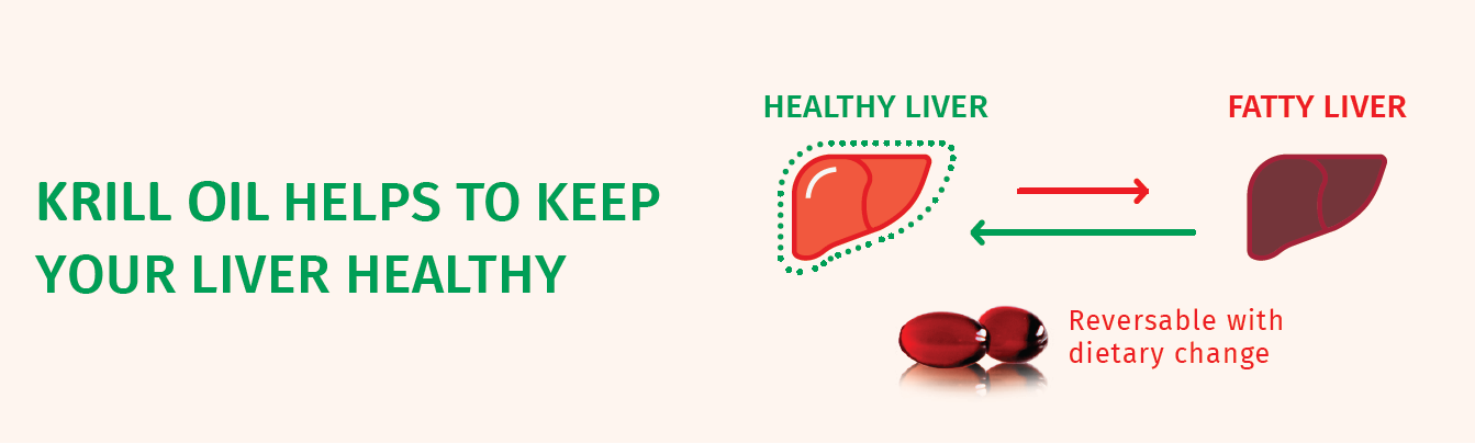 krill oil liver health fatty liver NAFLD phospholipids