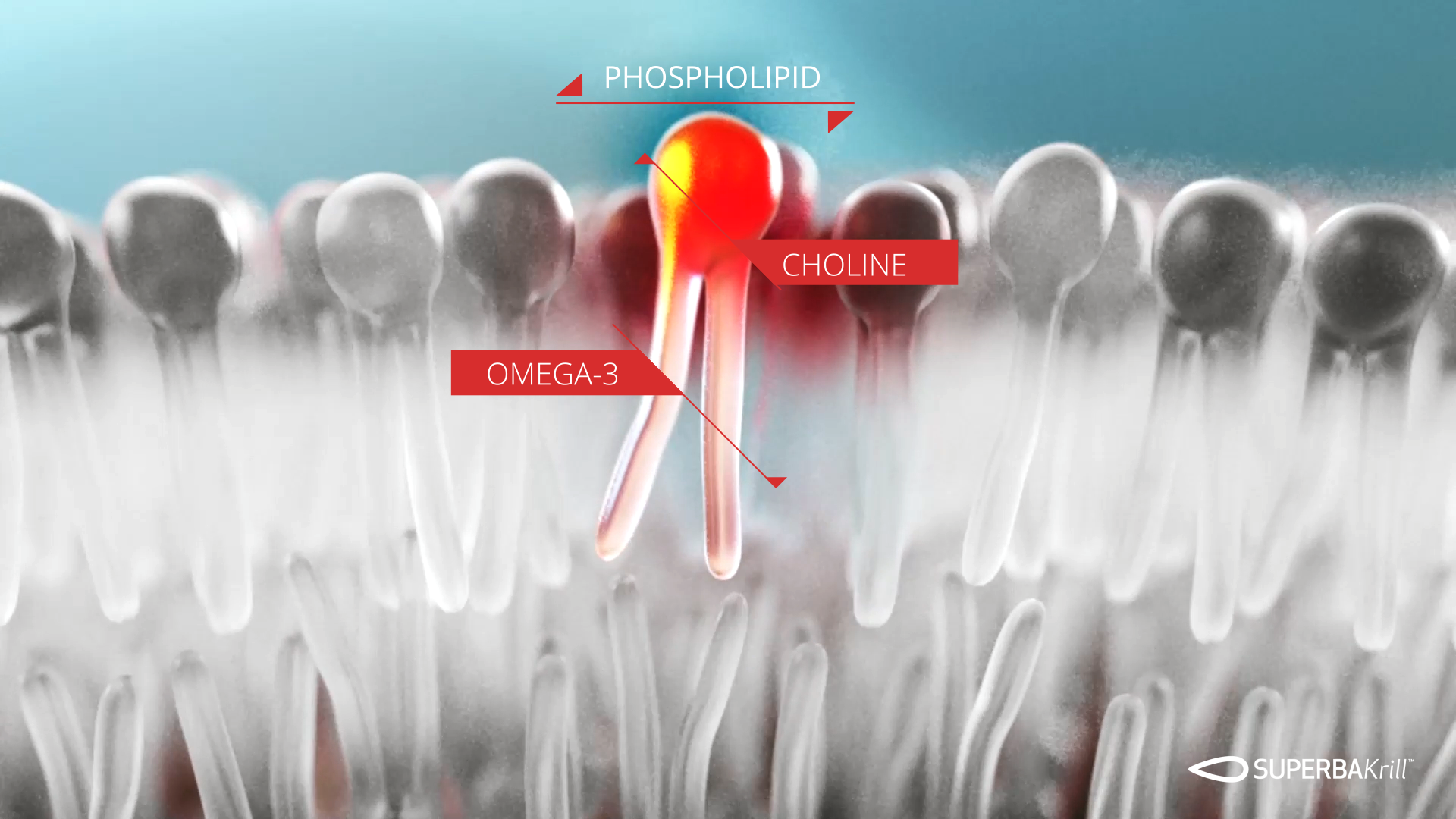 Phospholipid close up with omega-3 and choline