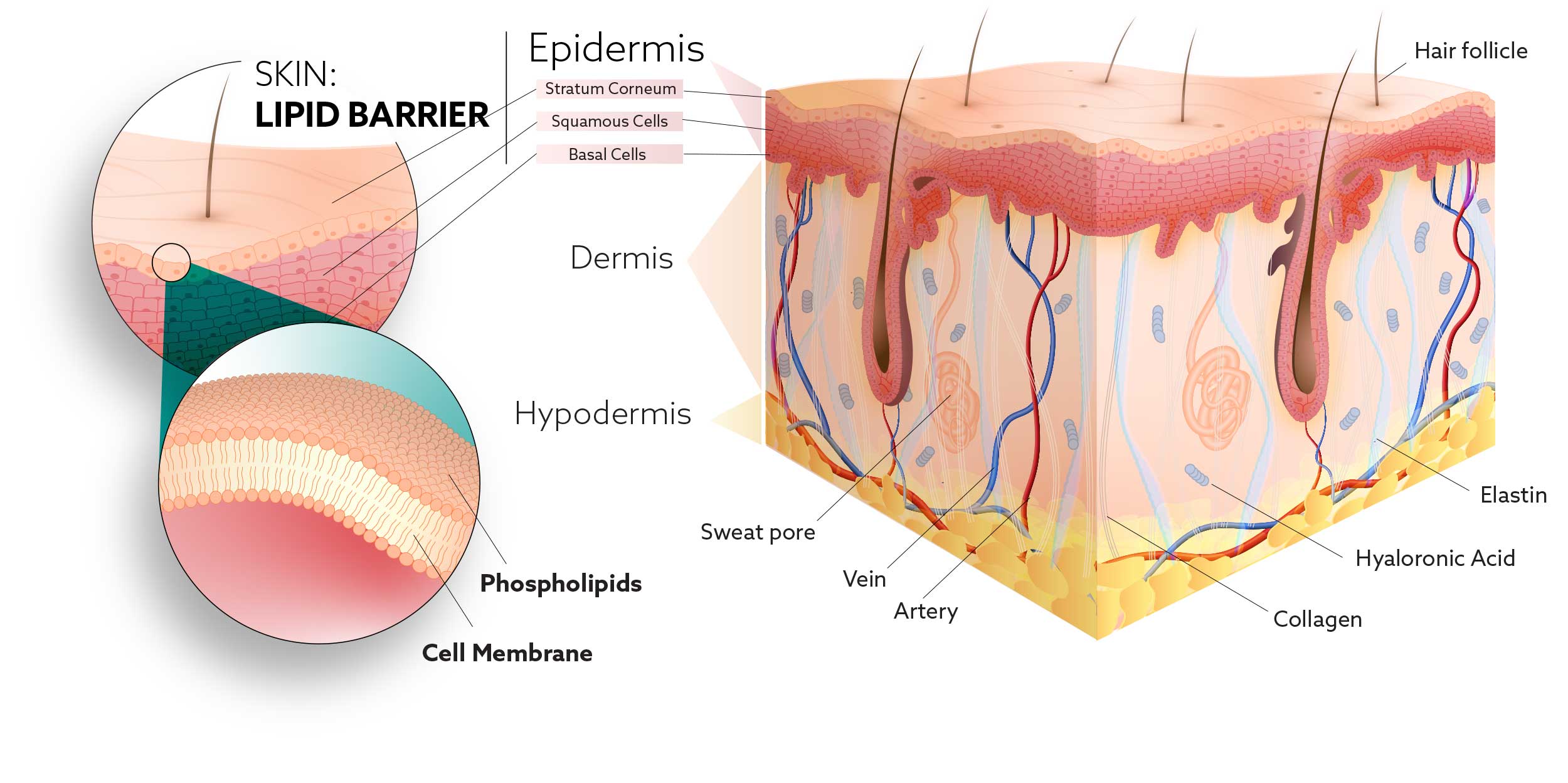 Skin anatomy and layers of the skin 