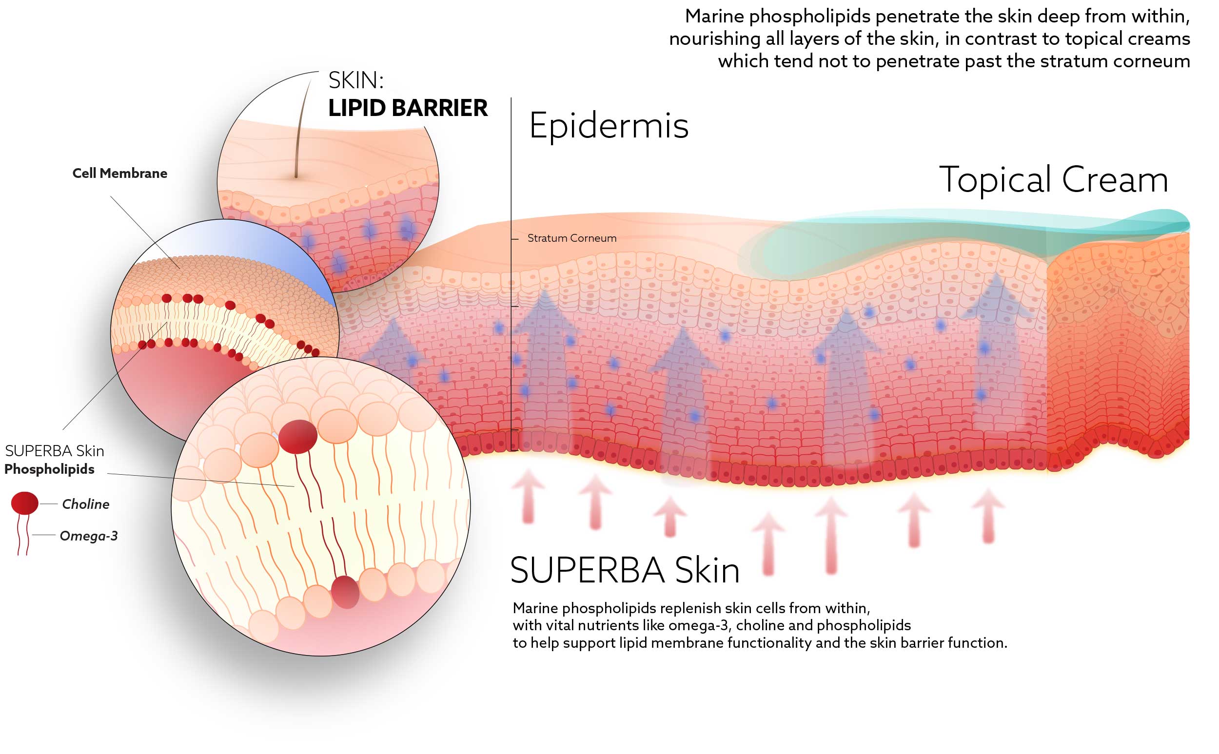 Effect of krill oil versus topical cream  on skin health