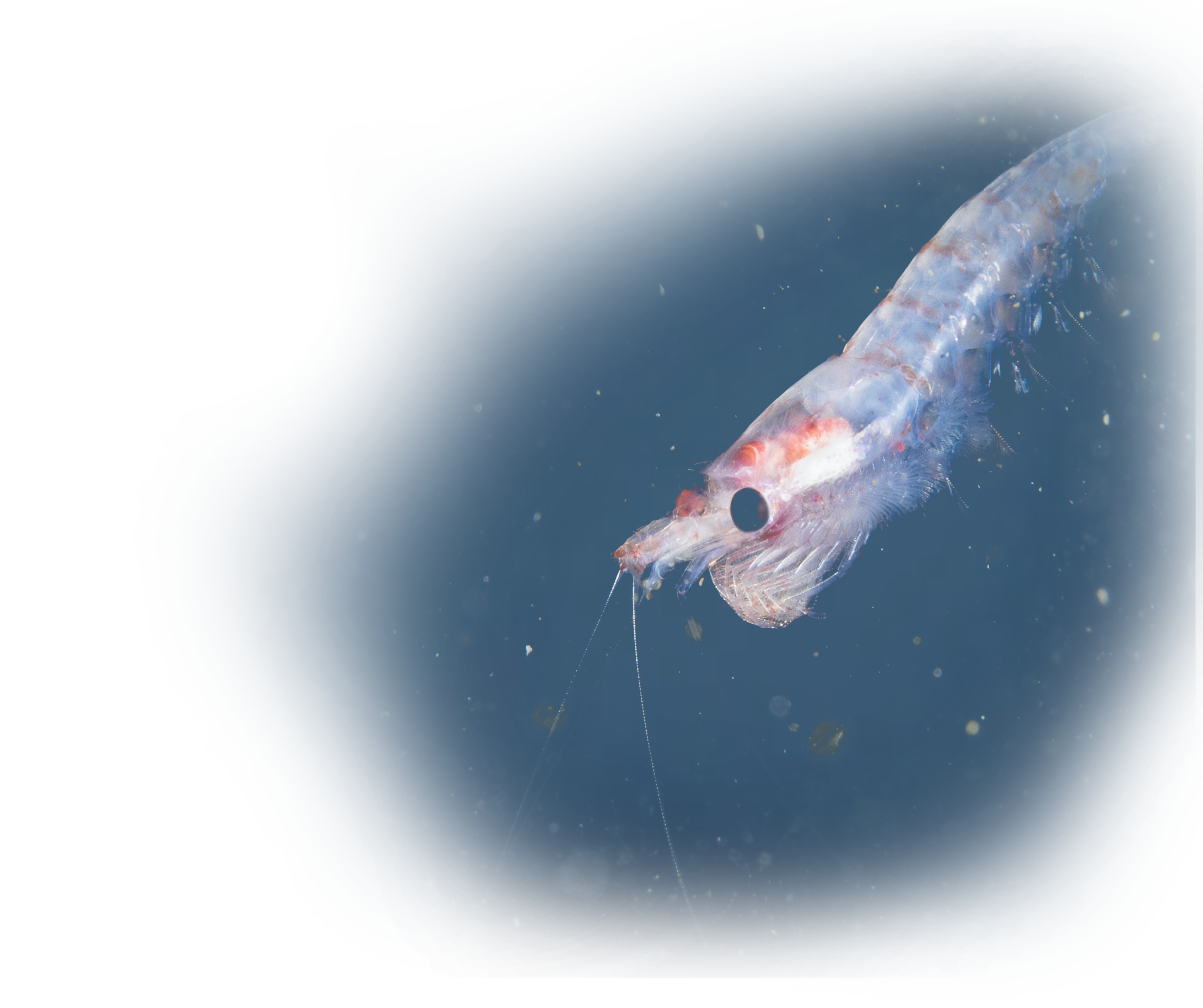 Krill_Image9