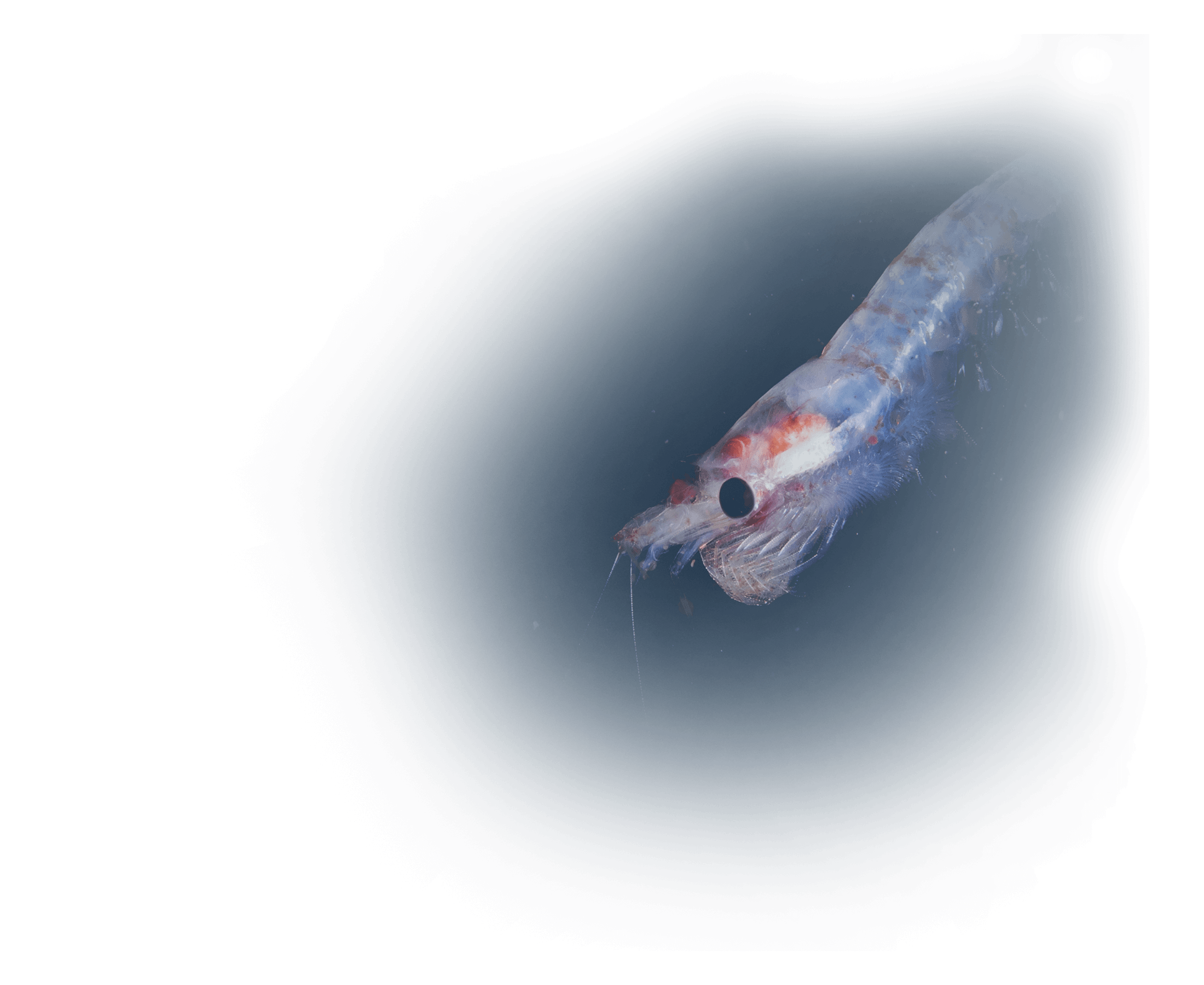 krill_optimized_tinified