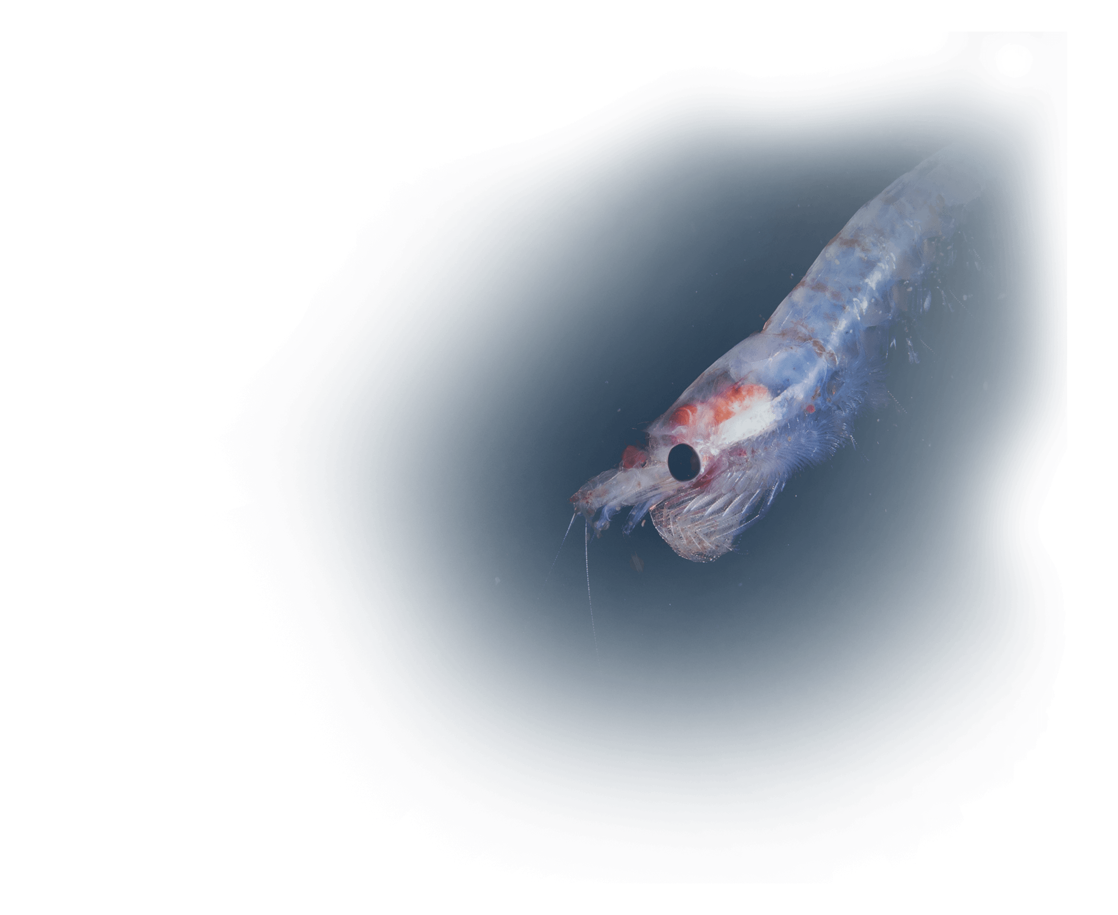 Superba Krill