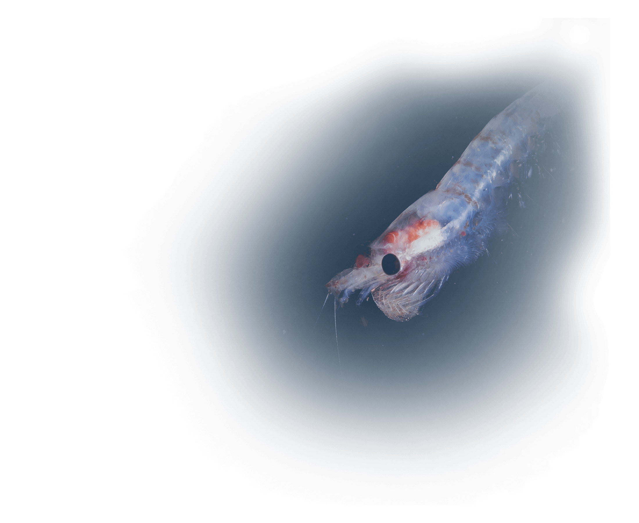 Superba Krill 